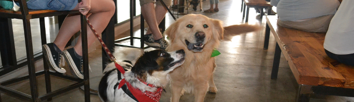  Dog Friendly Breweries in Scottsdale, Arizona