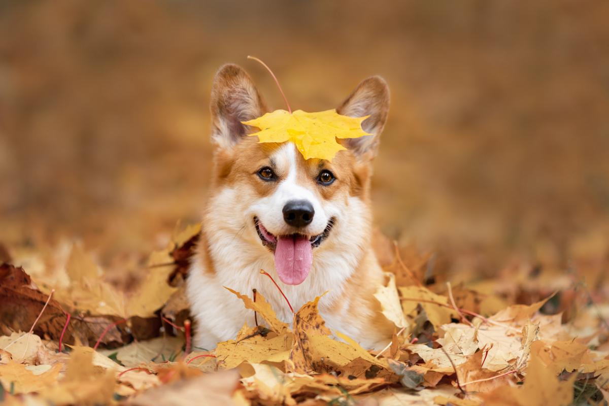 Leaf Peep with Your Pup at These Fan-Favorite Pet-Friendly Destinations