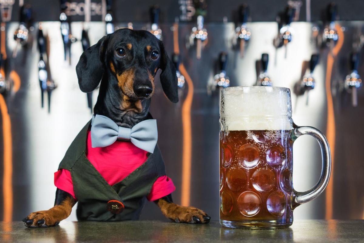 Dog-Friendly Breweries in Tennessee That You Must Visit!
