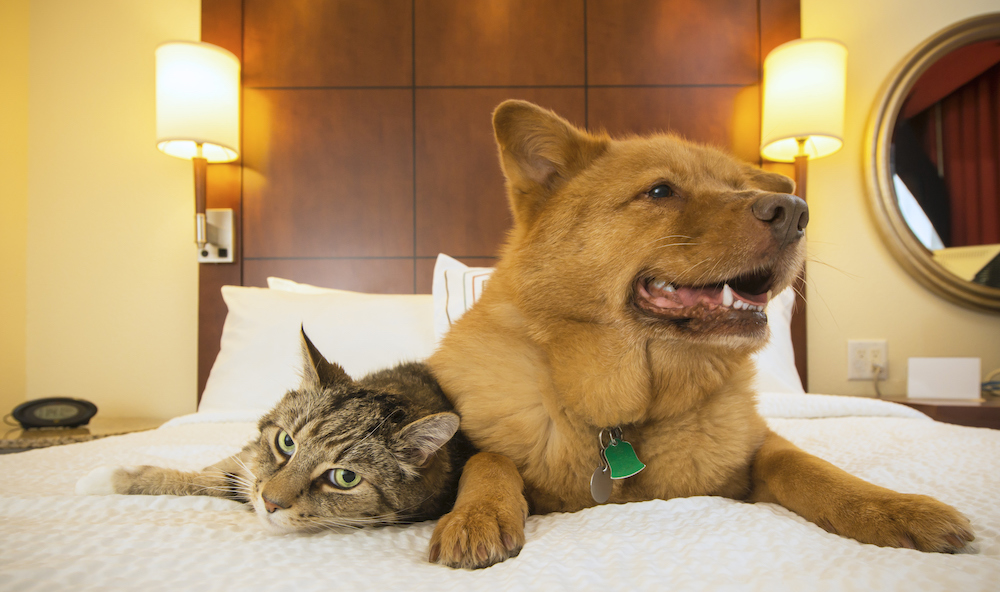 More hotels say yes to pets