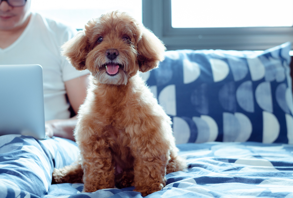 Hotels with Low Rates and Low Pet Fees (or No Pet Fees)