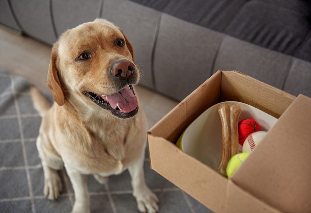 Pre-Moving Day Tips for Pets