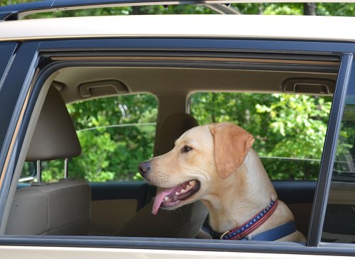 Why Dogs Love Car Rides