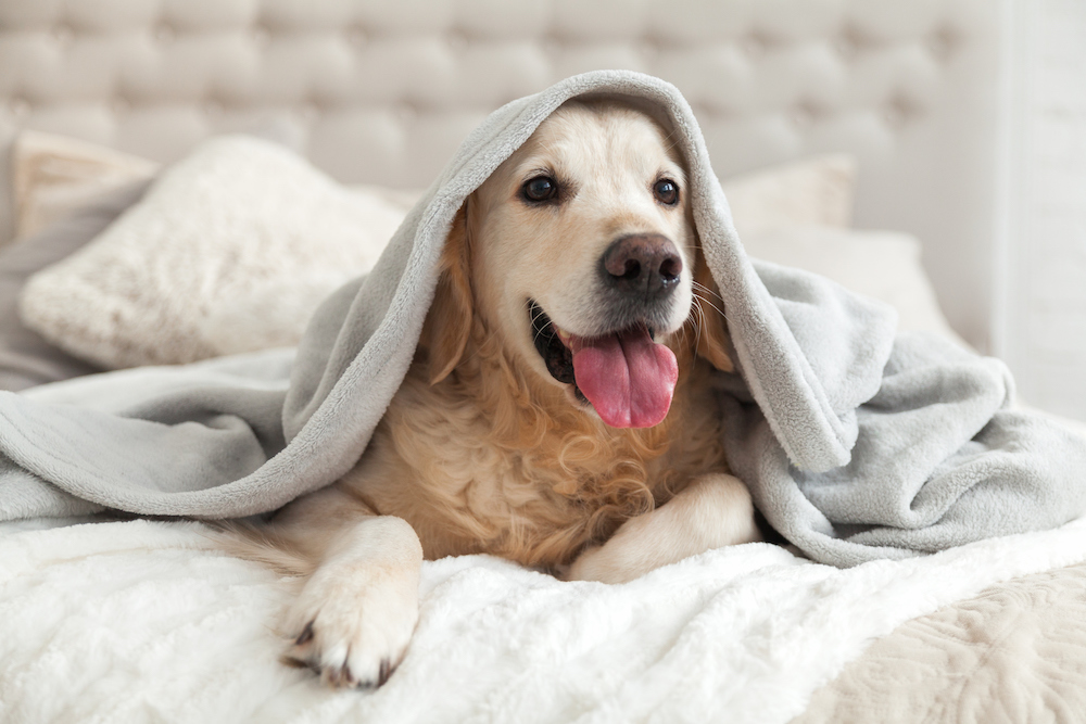 Have You Heard of these Pet Friendly Hotels?