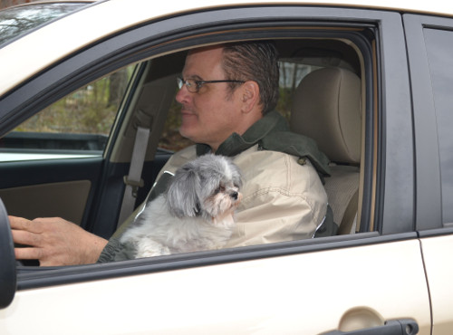 Driving with Pets on Lap