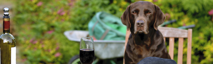  Pet Friendly Wineries in Woodinville, Washington