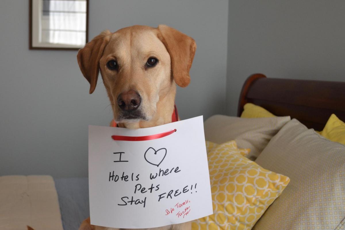 dogs stay free hotels