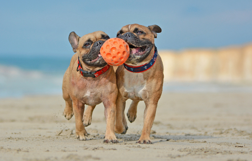 Dog-Friendly Beaches in North Carolina