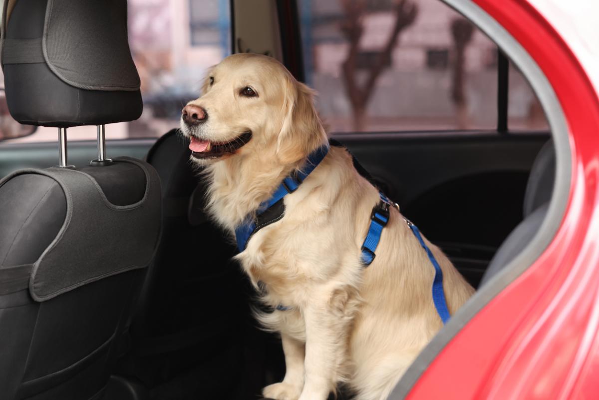 Have Dog, Will Travel: 6 Tips for a Solo Trip with Rover