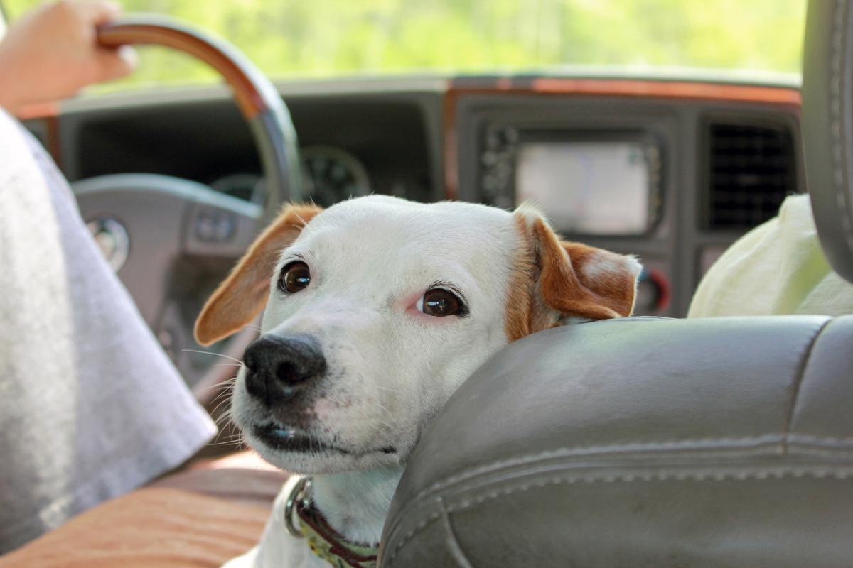 Calming the timid traveler – how to effectively manage your pet’s car anxiety