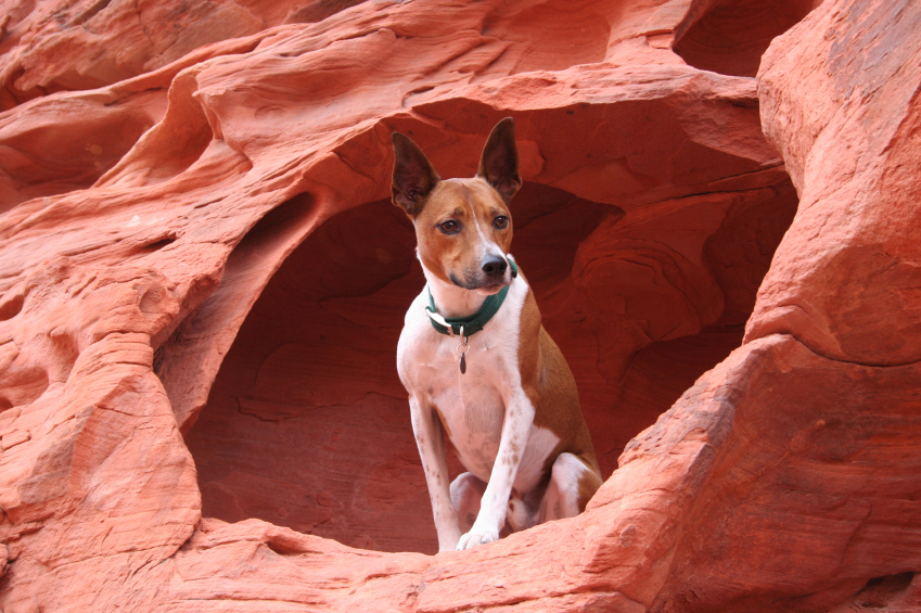tombstone az hotels with dogs