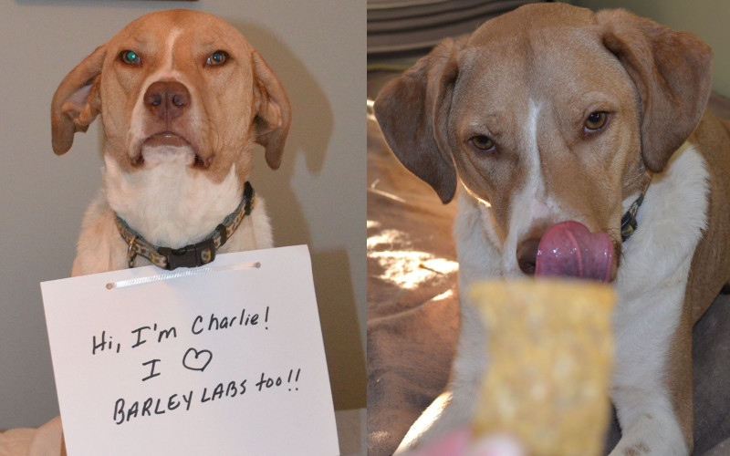 Tucker Talks with Barley Labs: All-Natural Dog Treats Made ...