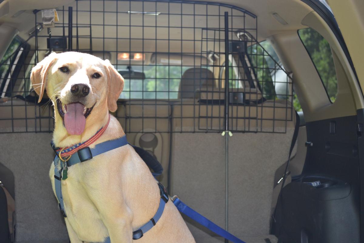 Tips for Road Trips with Pets