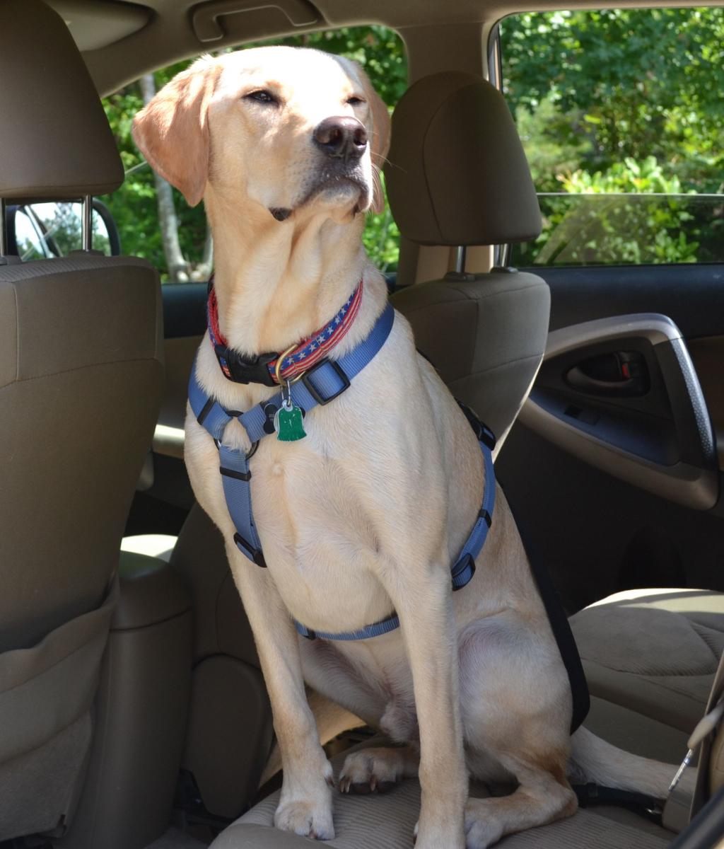 removing dog hair from car seats
