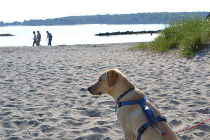 are dogs allowed at point beach