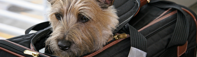 traveling with dog southwest